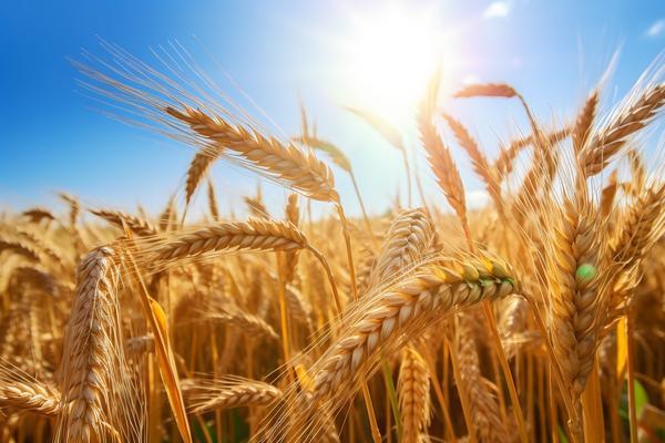 昆明绿化种植养护管理|专业解析与实践探索 图1