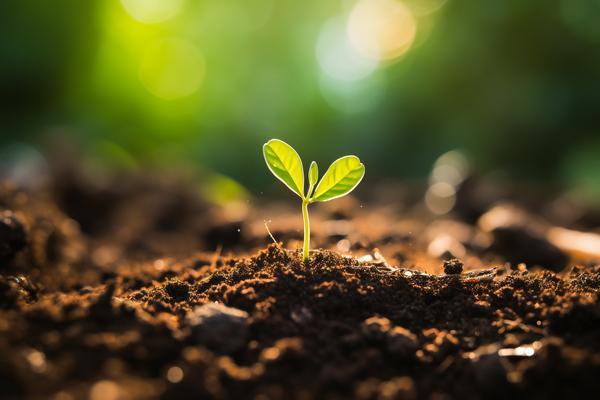 种植蘑菇助力致富：经适农场上实现美好未来 图2