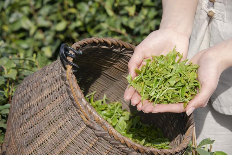 康师傅绿茶15秒：即饮绿茶的新选择！图1